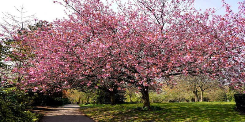 Beautiful spring bulbs flowering in a public park.