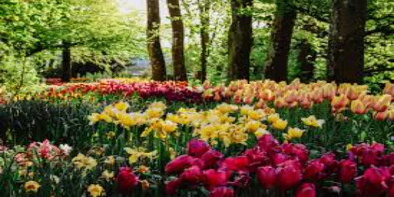 Best Flowers For Urban Gardens