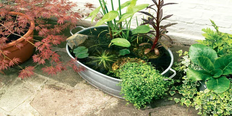 Best Plants For A Container Pond