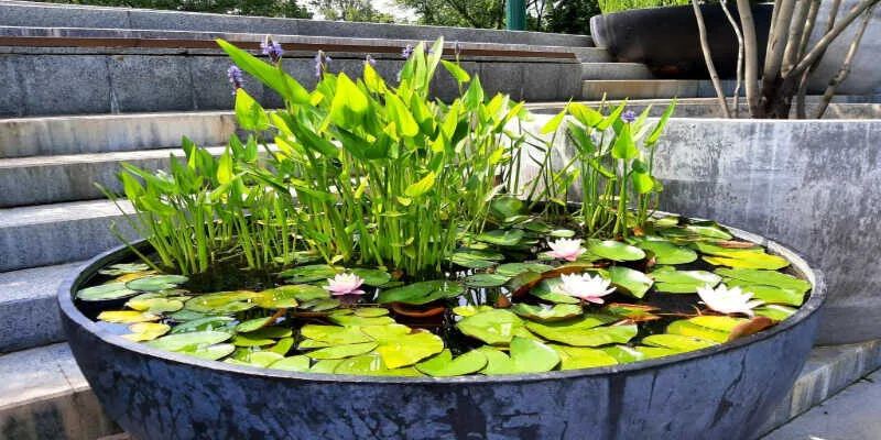 Submerged hornwort purifying a small patio vessel.