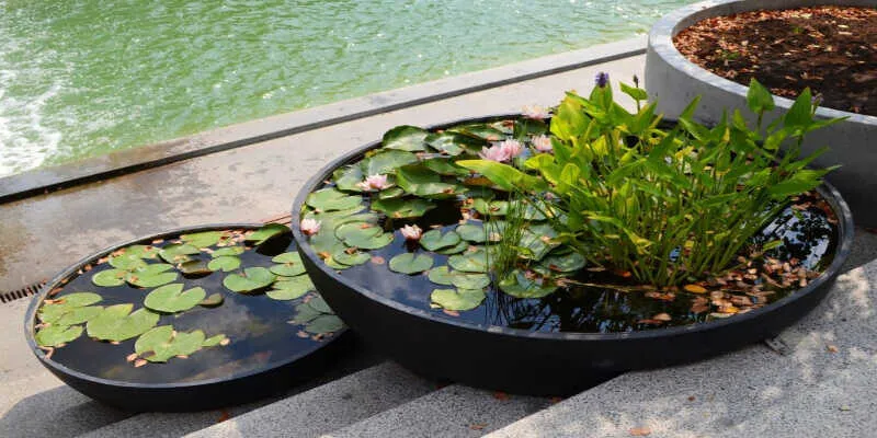 Vibrant aquatic foliage arranged at varied shelf depths.