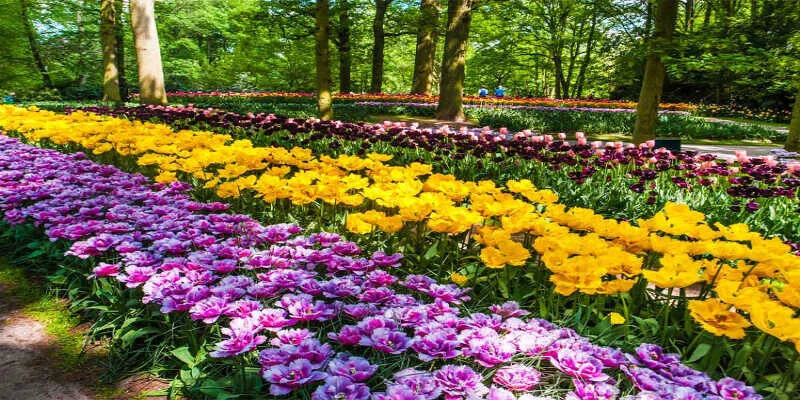 Vibrant perennial flower borders blooming in a park.