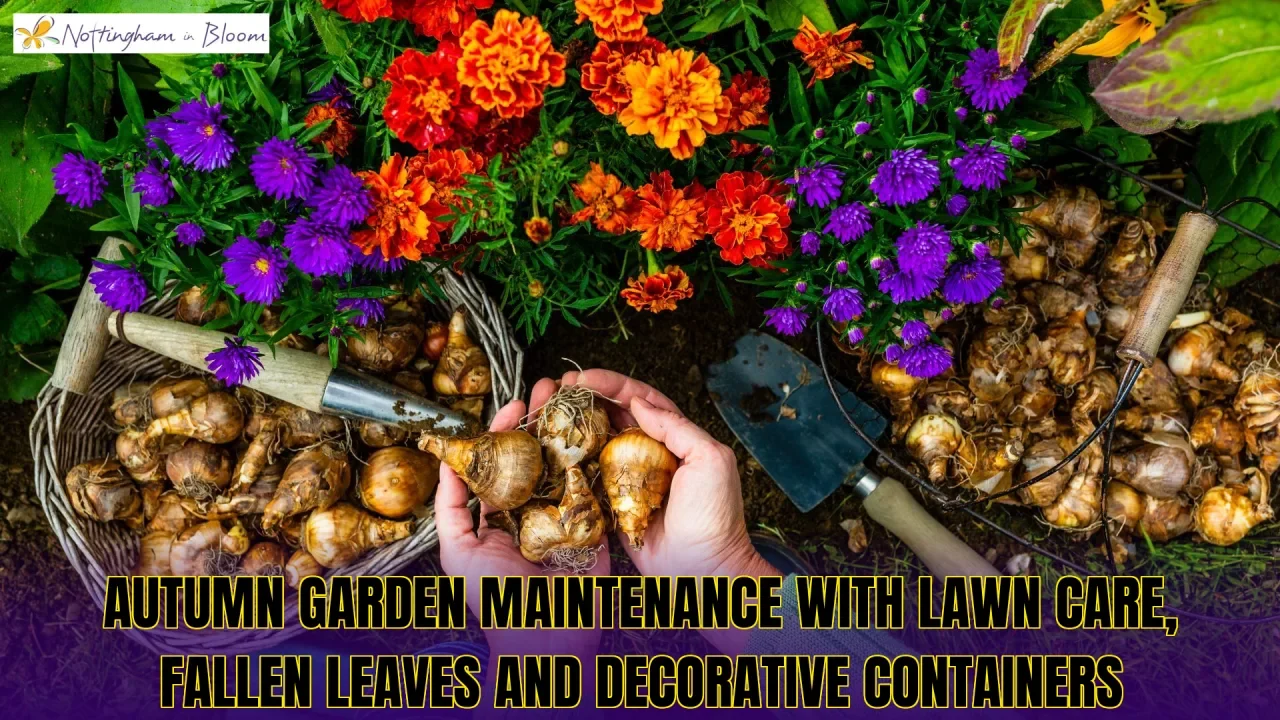 Autumn garden maintenance with lawn care, fallen leaves and decorative containers