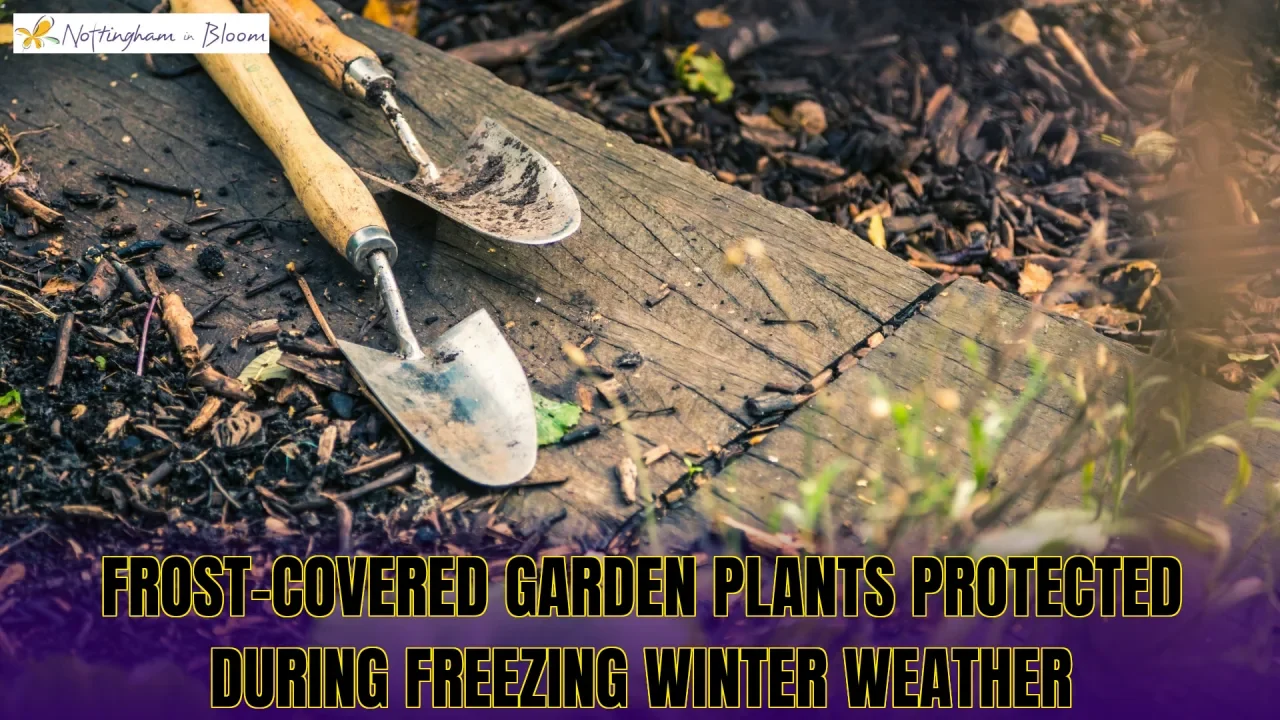 Frost-covered garden plants protected during freezing winter weather