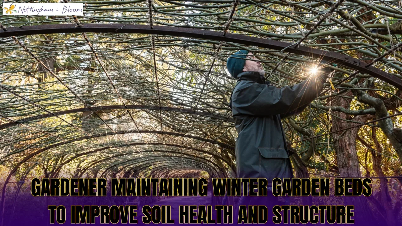 Gardener maintaining winter garden beds to improve soil health and structure