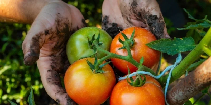 Criteria for choosing gardening volunteer activities