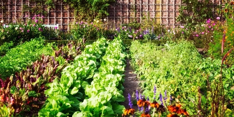 Garden competitions Nottingham and competition gardens