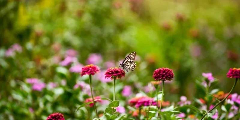 Garden competitions Nottingham | Nottingham In Bloom Guide