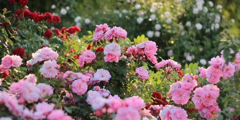 Garden judging criteria in Nottingham