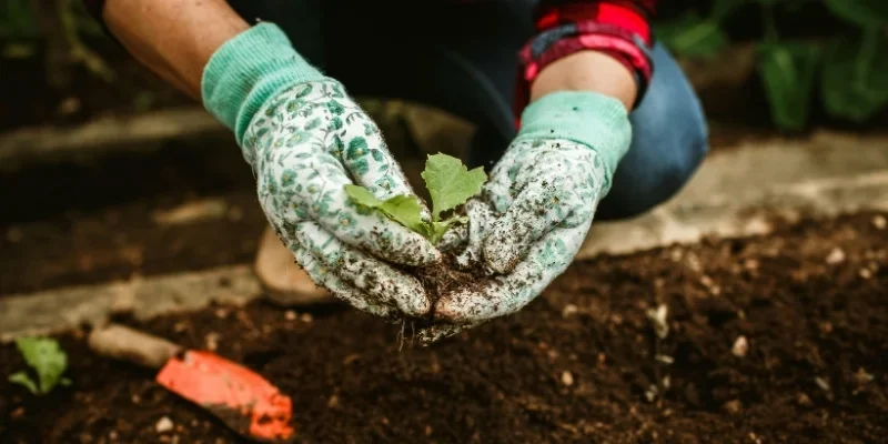 Gardening events Nottingham and gardening activities